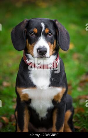 Cucciolo di Entlebuch Mountain Dog, ritratto della testa Foto Stock