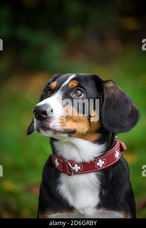 Cucciolo di Entlebuch Mountain Dog, ritratto della testa Foto Stock