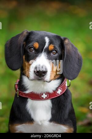 Cucciolo di Entlebuch Mountain Dog, ritratto della testa Foto Stock