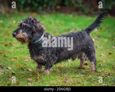 Cane Dachshund con capelli lirati, in piedi Foto Stock