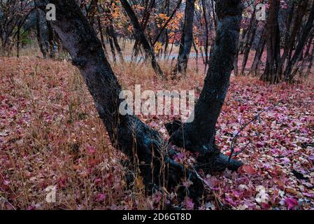 Dettaglio della foresta in una mattinata di ottobre in autunno. Le foglie cadute creano un mosaico di colori, motivi e texture in autunno. Foto Stock