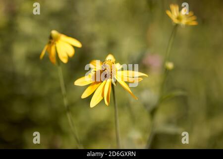 Fiori gialli di foglie di taglio coneflower (Rudbeckia laciniata). Foto Stock