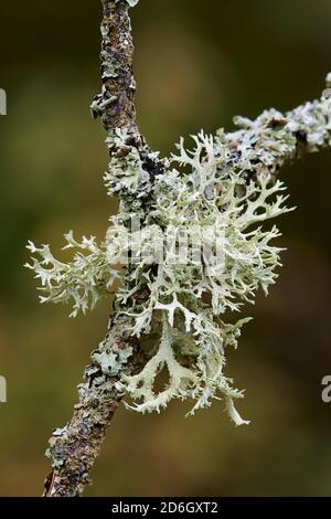 Primo piano di oakmoss (una specie di lichene, Evernia prunastri) che cresce su un ramo di albero morto. Foto Stock