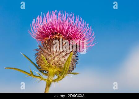 Testa di fiore illuminata al sole di un tistolo di cotone (Onopordum acanthium), aka tistola scozzese (o scozzese), su cielo blu. Foto Stock