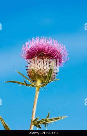 Testa di fiore illuminata al sole di un tistolo di cotone (Onopordum acanthium), aka tistola scozzese (o scozzese), su cielo blu. Foto Stock