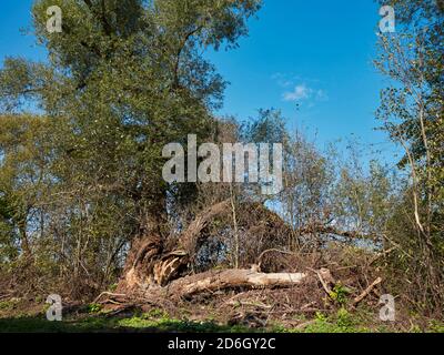 Grande vecchio salice bianco (Salix alba) con un tronco diviso. Kaluga Oblast, Russia. Foto Stock