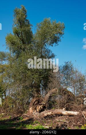 Grande vecchio salice bianco (Salix alba) con un tronco diviso. Kaluga Oblast, Russia. Foto Stock