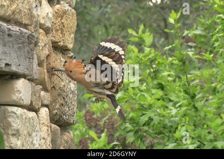 Hoopoe, Upupa epps. Alimentazione di nestlings nel foro in muro di pietra. Vicino a le Poujol sur Orb, Herault, Francia Foto Stock