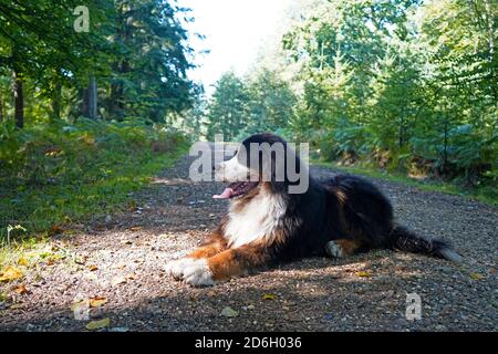 Grande cane di montagna bernese adagiato sul sentiero nel foresta Foto Stock