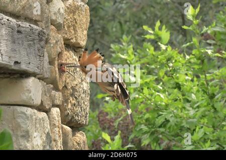 Hoopoe, Upupa epps. Alimentazione di nestlings nel foro in muro di pietra. Vicino a le Poujol sur Orb, Herault, Francia Foto Stock