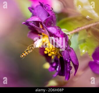 Macro of a hoverfly hovering at a flower blossom Foto Stock
