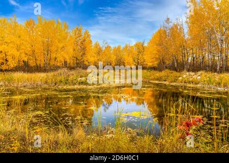Un piccolo laghetto con colori autunnali a Buffalo Point, Manitoba, Canada. Foto Stock