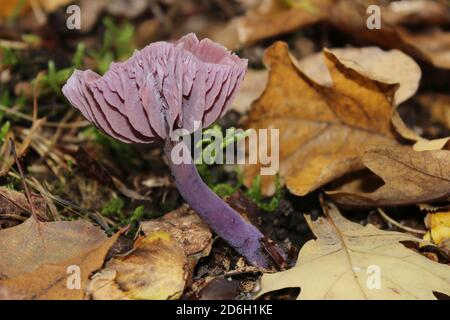 Amethyst Deceiver Laccaria amethystina Foto Stock