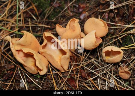 Orecchio di Hare Fungus Otidea onotica Foto Stock