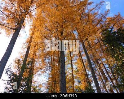 larici in autunno Foto Stock