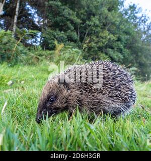 riccio giovane foraggio in erba Foto Stock