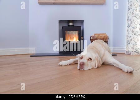 Labrador d'oro che giace davanti al becco. Focus sul fuoco. Foto Stock