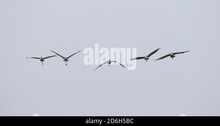 Un gruppo di gru di sandhill (Antigone canadensis) che volano durante una tempesta di neve sopra Crex Meadows in Wisconsin, USA. Foto Stock