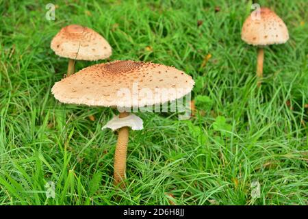 Un gruppo di tre - uno completamente cresciuto, due giovani - Macrolepiota procera mastoidea, comunemente noto come fungo del parasolo, in un prato in Italia. Foto Stock