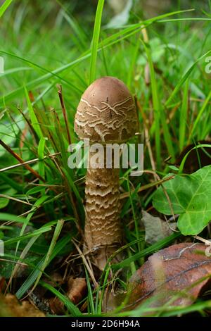 Un esemplare non completamente coltivato di mastoidea di Macrolepiota procera, comunemente noto come fungo del parasolo, in un prato in Italia. Foto Stock