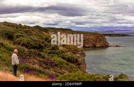 Si affaccia sul Moray firth, ammirando la bellezza. Foto Stock