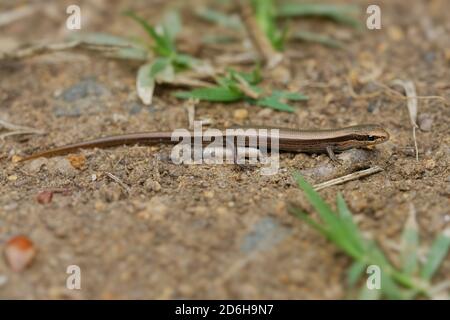 Skink dagli occhi di serpente - Ablepharus kitaibelii anche skink europeo di rame o dagli occhi di serpente, skink europeo dagli occhi di ginepro o di serpente, lucertola in Scincidae, endemica Foto Stock