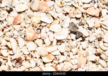 Texture di sabbia e conchiglie, foto come sfondo scattata a Nicoya, Costa rica centro america Foto Stock