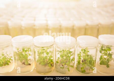 Un'iniezione stretta di coltura di tessuti vegetali in laboratorio, Asparagi e altre piante tropicali cresce in provetta. Laboratorio agricolo. Foto Stock