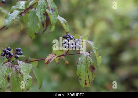 Cornus sanguinea. Bush in autunno con bacche Foto Stock