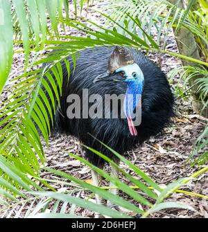 Un primo piano Cassowary in un parco naturale vicino a Brisbane, Australia. Foto Stock