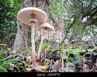 Dunwich Suffolk, Regno Unito. 17 Ott 2020. Spettacolari funghi parasoli o procera macrolepiota che crescono nei boschi di Dunwich sulla Costa Suffolk UK. Il recente clima umido autunnale ha aiutato questi funghi a crescere e svilupparsi nella stagione autunnale. I loro tappi possono crescere oltre sei pollici nel diametro. Credit: Julian Eales/Alamy Live News Foto Stock