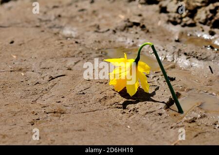 Rotture di Tulipano giallo Foto Stock