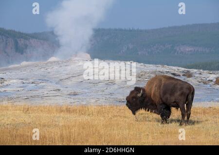 Nord America, Wyoming, Parco Nazionale di Yellowstone, Upper Geyser Basin. Lone maschio americano bisonte (SELVAGGIO: Bisonte bisonte) aka bufalo. Foto Stock