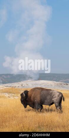 Nord America, Wyoming, Parco Nazionale di Yellowstone, Upper Geyser Basin. Lone maschio americano bisonte (SELVAGGIO: Bisonte bisonte) aka bufalo. Foto Stock