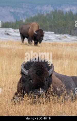 Nord America, Wyoming, Parco Nazionale di Yellowstone, Upper Geyser Basin. Bisonte americano maschio (SELVATICO: Bisonte bisonte) aka bufalo. Foto Stock