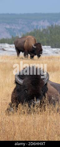 Nord America, Wyoming, Parco Nazionale di Yellowstone, Upper Geyser Basin. Bisonte americano maschio (SELVATICO: Bisonte bisonte) aka bufalo. Foto Stock