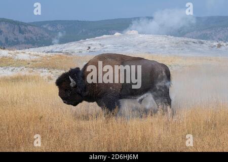 Nord America, Wyoming, Parco Nazionale di Yellowstone, Upper Geyser Basin. Lone maschio americano bisonte (SELVAGGIO: Bisonte bisonte) aka bufalo subito dopo un pipistrello polvere Foto Stock