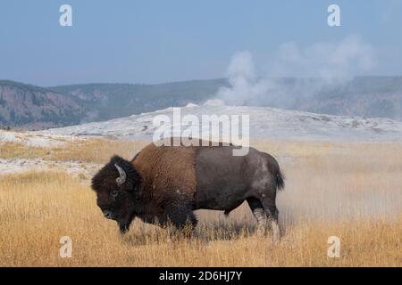 Nord America, Wyoming, Parco Nazionale di Yellowstone, Upper Geyser Basin. Lone maschio americano bisonte (SELVAGGIO: Bisonte bisonte) aka bufalo subito dopo un pipistrello polvere Foto Stock