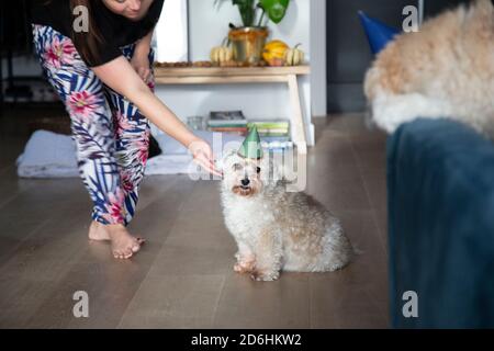 Un cane di compleanno che guarda imcolpito suo fratello sul lettino Foto Stock