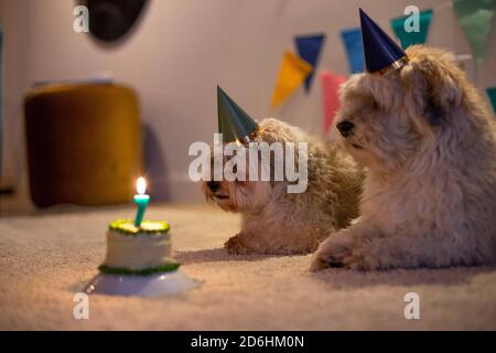 Due cuccioli che aspettano pazientemente di mangiare la loro torta di compleanno Foto Stock