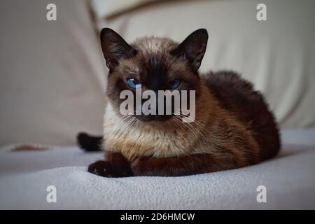 marrone gatto siamese, bello gatto domestico Foto Stock