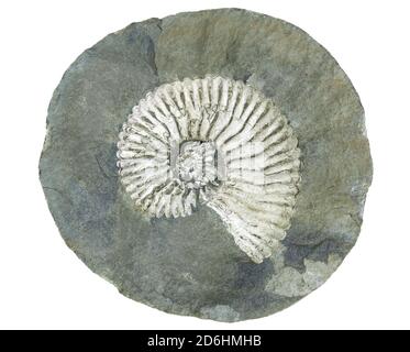 grande fossile di un mollusco estinto ammonite all'interno di un cracked cementazione isolata su sfondo bianco Foto Stock