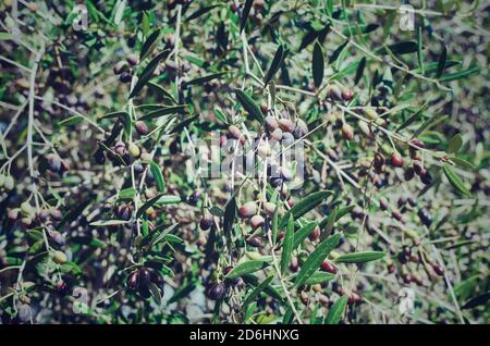 Fuoco selettivo sui frutti di un olivo, Olea europaea Foto Stock