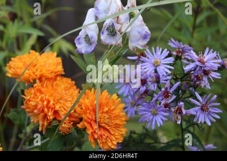 Primo piano di bellissimi crisantemi arancioni in piena fioritura con petali multipli in colori vivaci con delfinio e verde margherite Background Autunno Foto Stock