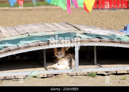 Un gatto fienile godendo il sole su un terreno di equitazione all'aperto in estate Foto Stock