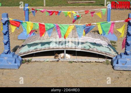 Un gatto fienile godendo il sole su un terreno di equitazione all'aperto in estate Foto Stock