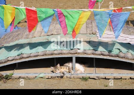 Un gatto fienile godendo il sole su un terreno di equitazione all'aperto in estate Foto Stock