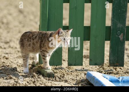 Un gatto fienile godendo il sole su un terreno di equitazione all'aperto in estate Foto Stock