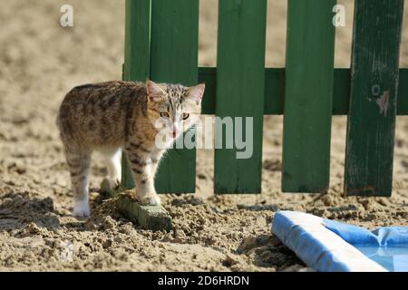 Un gatto fienile godendo il sole su un terreno di equitazione all'aperto in estate Foto Stock