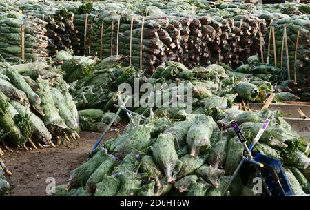 Mucchi di alberi di Natale visti in un cortile. Foto Stock